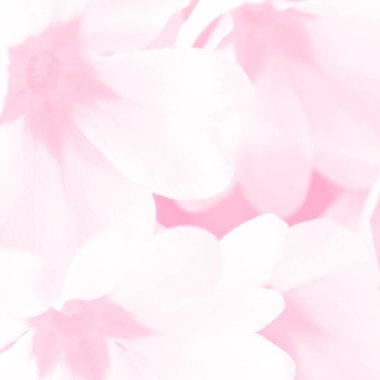 Açık pembe bahar çiçekleri makro arka plan. Yumuşak, yumuşak pastel Primula çiçeği romantik fon. Düğün, kaplıca, güzellik için harika..