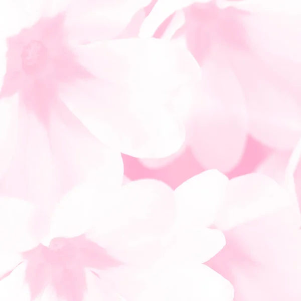 Luz Rosa Flores Primavera Fundo Macro Pastel Delicado Suave Primula — Fotografia de Stock