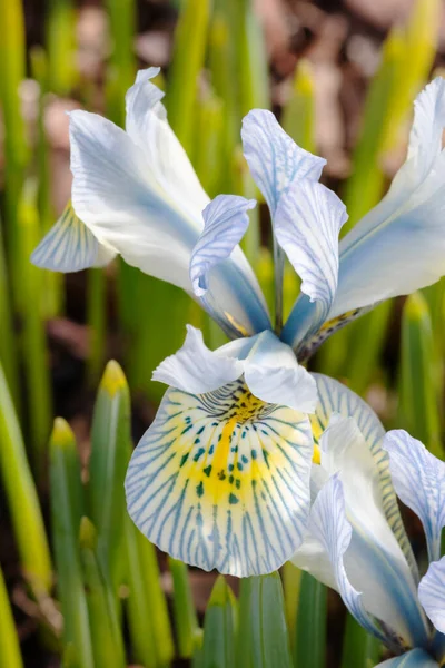 Iris Katharine Hodgkin Imagen Macro Flor Flor Primaveral Azul Amarilla — Foto de Stock