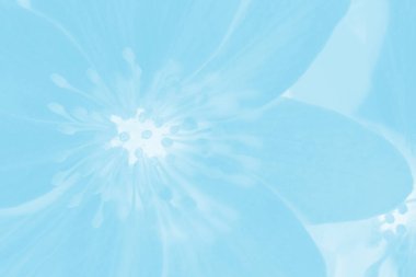 Clematis çiçeğinin mavi tonlu makro görüntüsü. Güzel bahar çiçeği. Yumuşak odaklı makro resim.