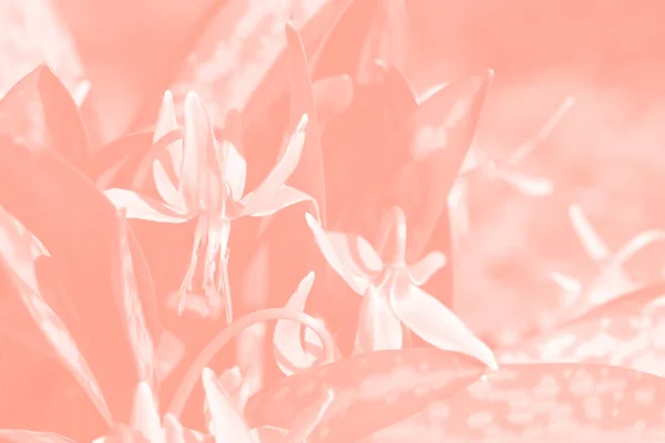 Coral Rosa Flores Primavera Fundo Macro Pastel Delicado Macio Fawn — Fotografia de Stock