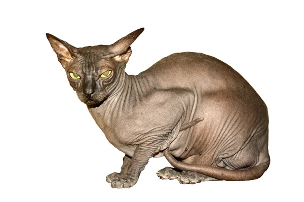 Sphinx cat  on white background — Stock Photo, Image