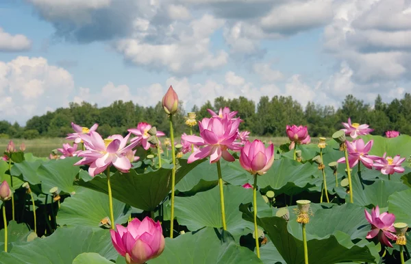 Lotusblüten am geschützten Waldsee Stockbild
