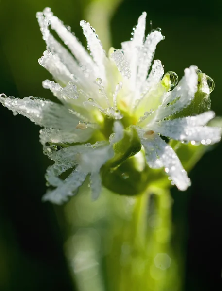 Droppar dagg på en blomma Stockfoto