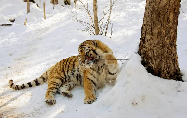 Megsebzett tigris a hóban — Stock Fotó