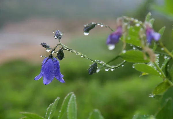 Blommor bells täckt med dagg efter regn — Stockfoto