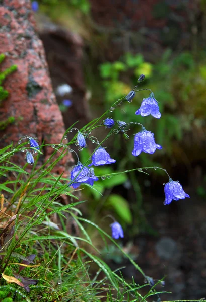 Blommor bells täckt med dagg efter regn — Stockfoto