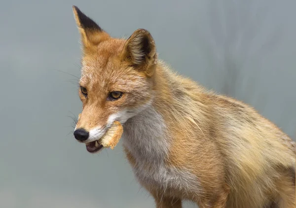 Wild fox in the mountains — Stock Photo, Image