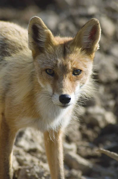 Wild fox in the mountains ストック写真