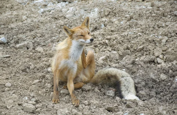 Wild fox in the mountains ストック画像