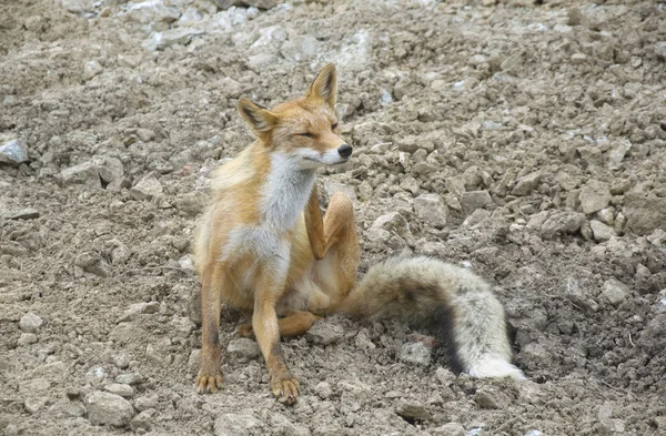 Wildfuchs in den Bergen Stockbild