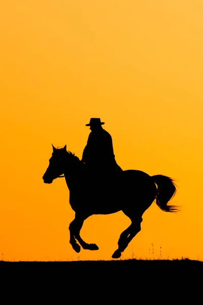 Rider man and jumping horse in the sunset — Stock Photo, Image