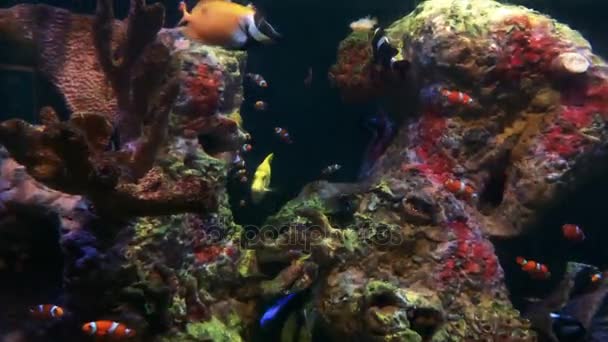 Uma variedade de peixes em diferentes cores, incluindo peixes palhaço em grande aquário — Vídeo de Stock