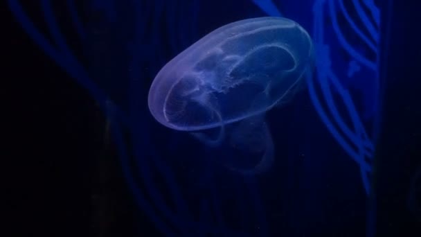 Ghostly Beautiful Jelly Fish in acquario - animali marini - blu — Video Stock