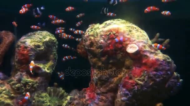 Orange og hvid klovn Fish Aquarium - Smukke farver – Stock-video