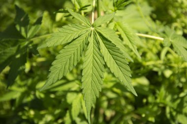 Vahşi esrar yaprakları