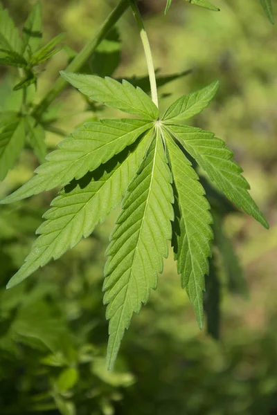 Дикі марихуани листя — стокове фото