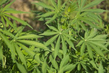 Vahşi esrar yaprakları