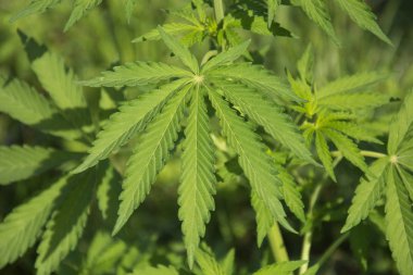 Vahşi esrar yaprakları