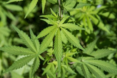 Vahşi esrar yaprakları