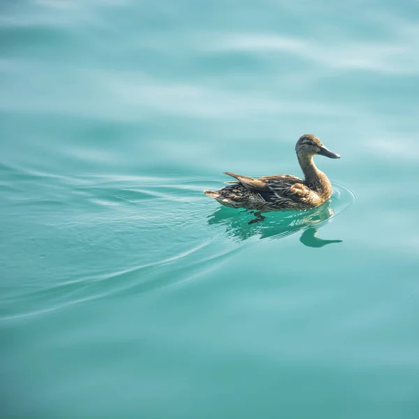 Kachna v Ženevské jezero na slunečný letní den — Stock fotografie