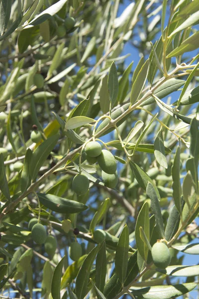 Olives growing on a tree in Tuscany, Italy