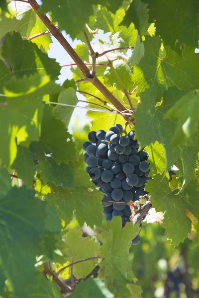 Zwart Druiven Een Wijngaard San Gimignano Toscane Italië — Stockfoto