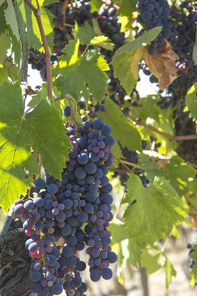 Uvas Pretas Uma Vinha San Gimignano Toscana Itália — Fotografia de Stock