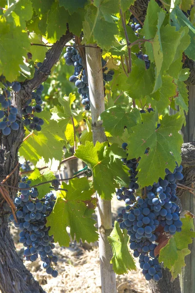 Zwart Druiven Een Wijngaard San Gimignano Toscane Italië — Stockfoto