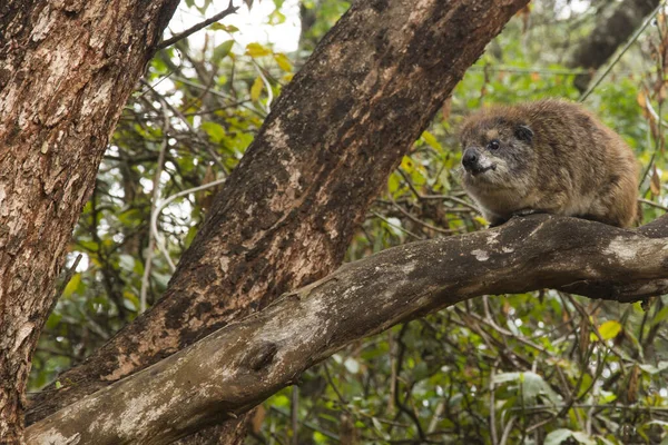 Tree Hyrax Relative Elephants Sea Cows Sitting Tree Kenya Daytime — Stock Photo, Image