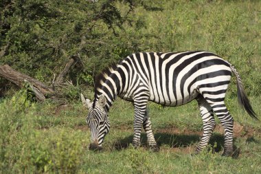 Afrika, Kenya 'daki Masai Mara Ulusal Parkı' nda yaygın zebra otlaması