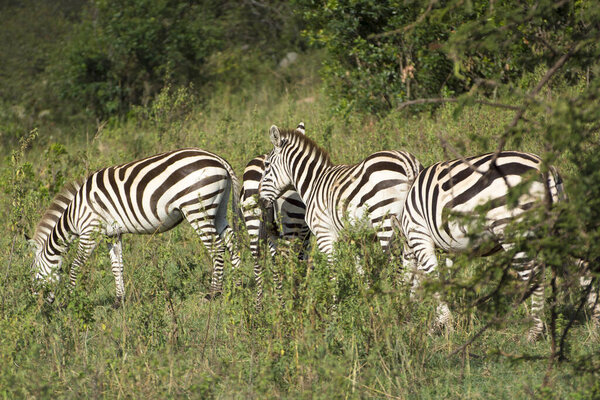 A Herd of Common Zebras in Masai Mara National Park in Kenya, Africa