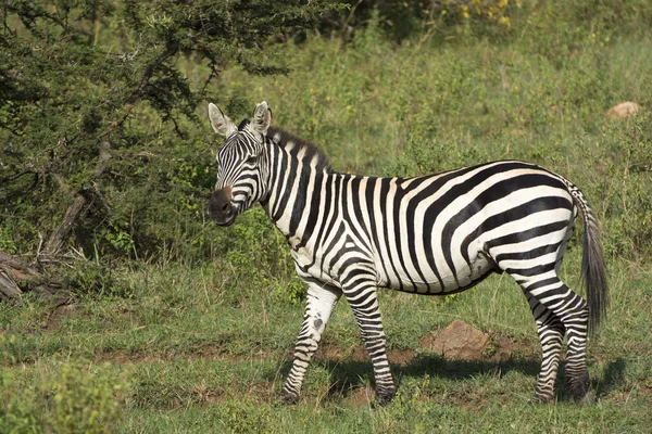 Common Zebra Masai Mara National Park Kenya Africa — Stock Photo, Image