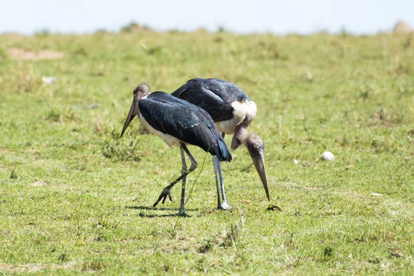 肯尼亚Masai Mara国家公园的Marabou Storks — 图库照片