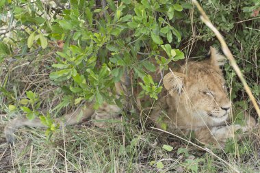 Vahşi Aslan Yavrusu Masai Mara Ulusal Parkı, Kenya, Afrika