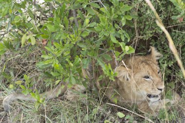Vahşi Aslan Yavrusu Masai Mara Ulusal Parkı, Kenya, Afrika