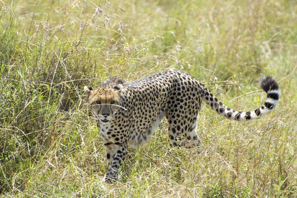 Vad Afrikai Gepárd Masai Mara Nemzeti Parkban Kenyában — Stock Fotó