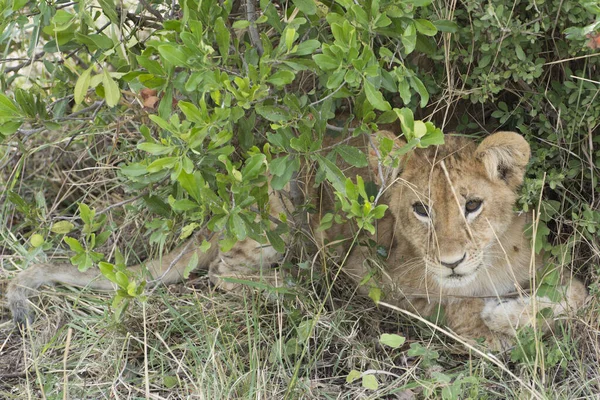Wild Lion Cub Masai Mara National Park Kenya Africa — Stock Photo, Image