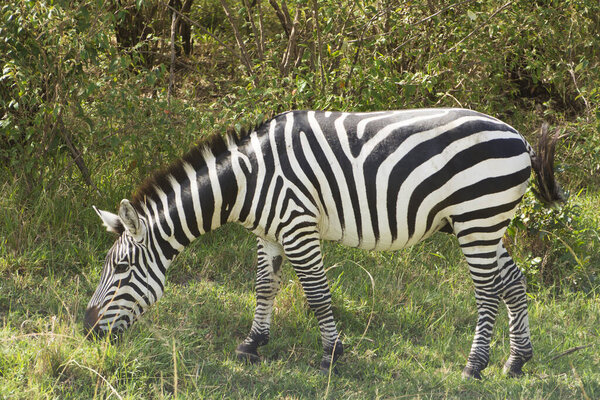 Common Zebra grazing in Masai Mara National Park in Kenya, Africa