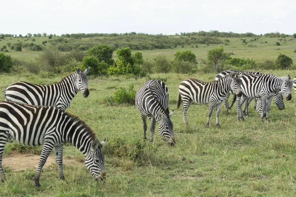 Herd Common Zebras Grazing Masai Mara National Park Kenya Africa — Stock Photo, Image