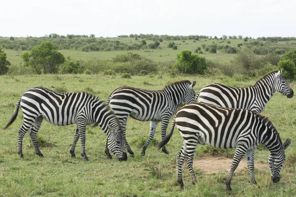 Közös Zebracsorda Legeltetés Masai Mara Nemzeti Parkban Kenyában Afrikában — Stock Fotó