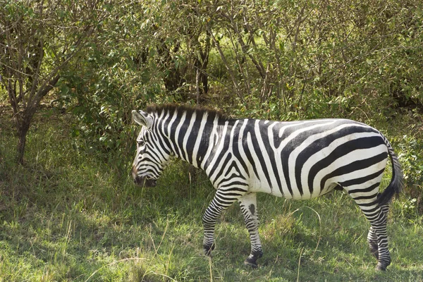 Common Zebra Grazing Masai Mara National Park Kenya Africa — Stock Photo, Image