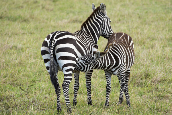 A mother zebra (mare) feeding her foal in a grassy area in Masai Mara on a September evening