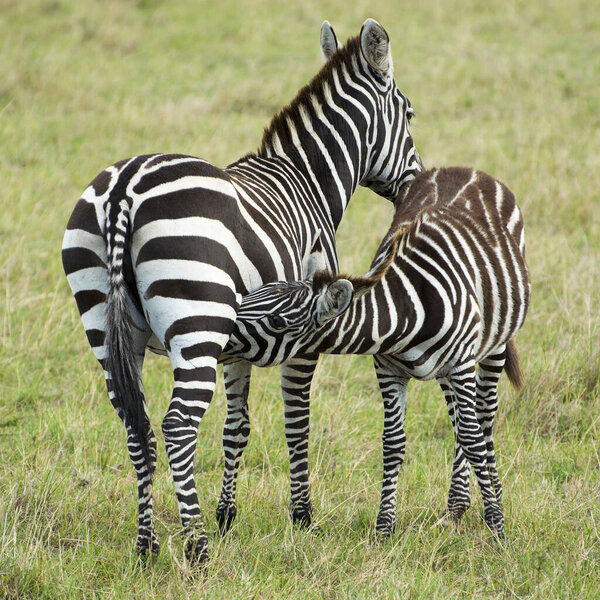 A mother zebra (mare) feeding her foal in a grassy area in Masai Mara on a September evening