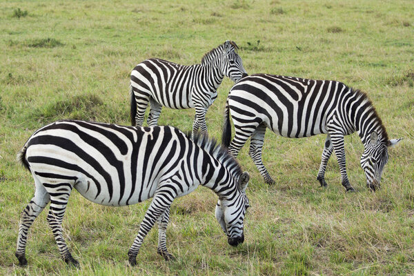 A Herd of Common Zebras Grazing in Masai Mara National Park in Kenya, Africa