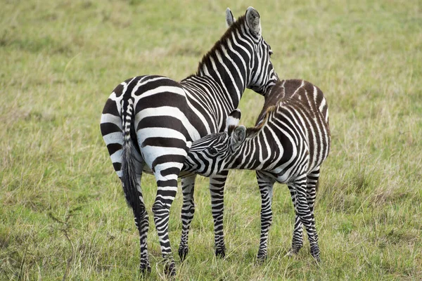 Een Moeder Zebra Merrie Voedt Haar Veulen Een Grazig Gebied Stockafbeelding