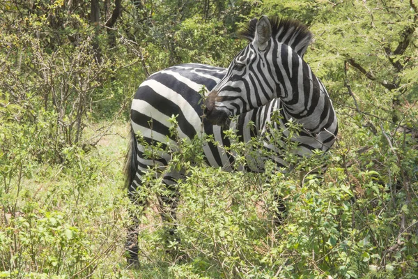 Zebras Masai Mara Nationalpark Kenia Afrika — Stockfoto