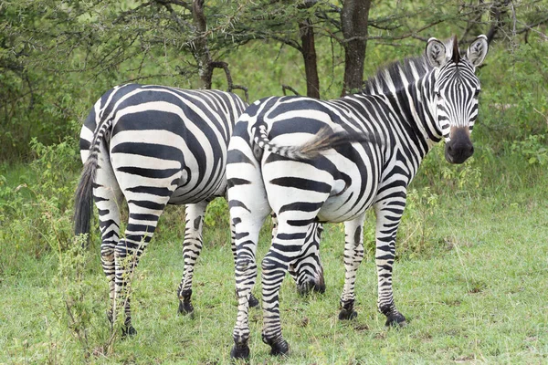 Common Zebras Masai Mara National Park Kenya Africa — Stock Photo, Image
