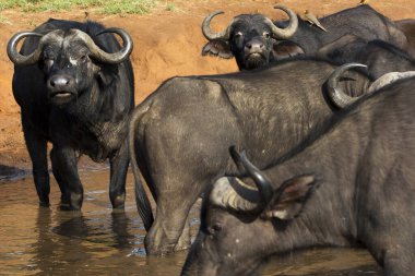Güneşli bir Eylül öğleden sonra Masai Mara 'da bir su birikintisinde bir Afrika bufalosu sürüsü.