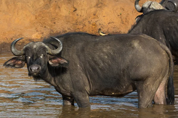 Ein Afrikanischer Büffel Steht Einem Sonnigen Septembernachmittag Einem Wasserloch Masai — Stockfoto
